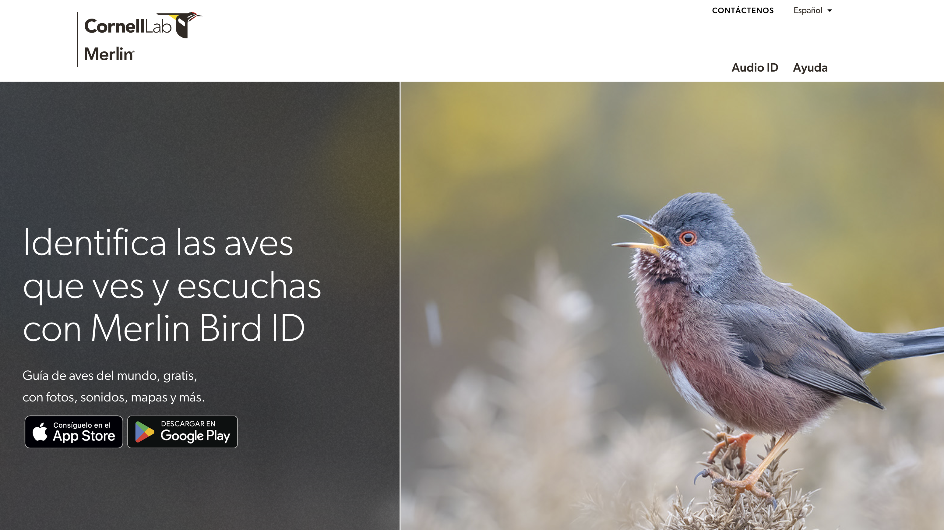 ¿Qué ave estás escuchando ahora?