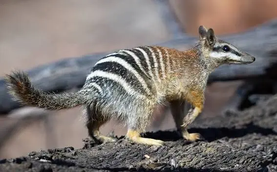 El marsupial que mejora su pronóstico