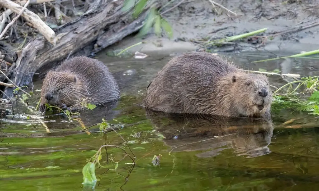 Cuando la naturaleza controla inundaciones